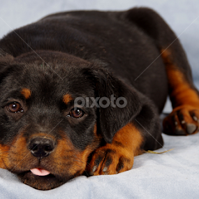 by Linda Jansen van Rensburg. - Animals - Dogs Portraits