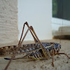Grasshopper / Skakavac