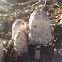 Shaggy Ink Cap