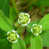 Flowering Spurge