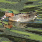 Green-winged Teal Duck (male)
