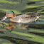 Green-winged Teal Duck (male)
