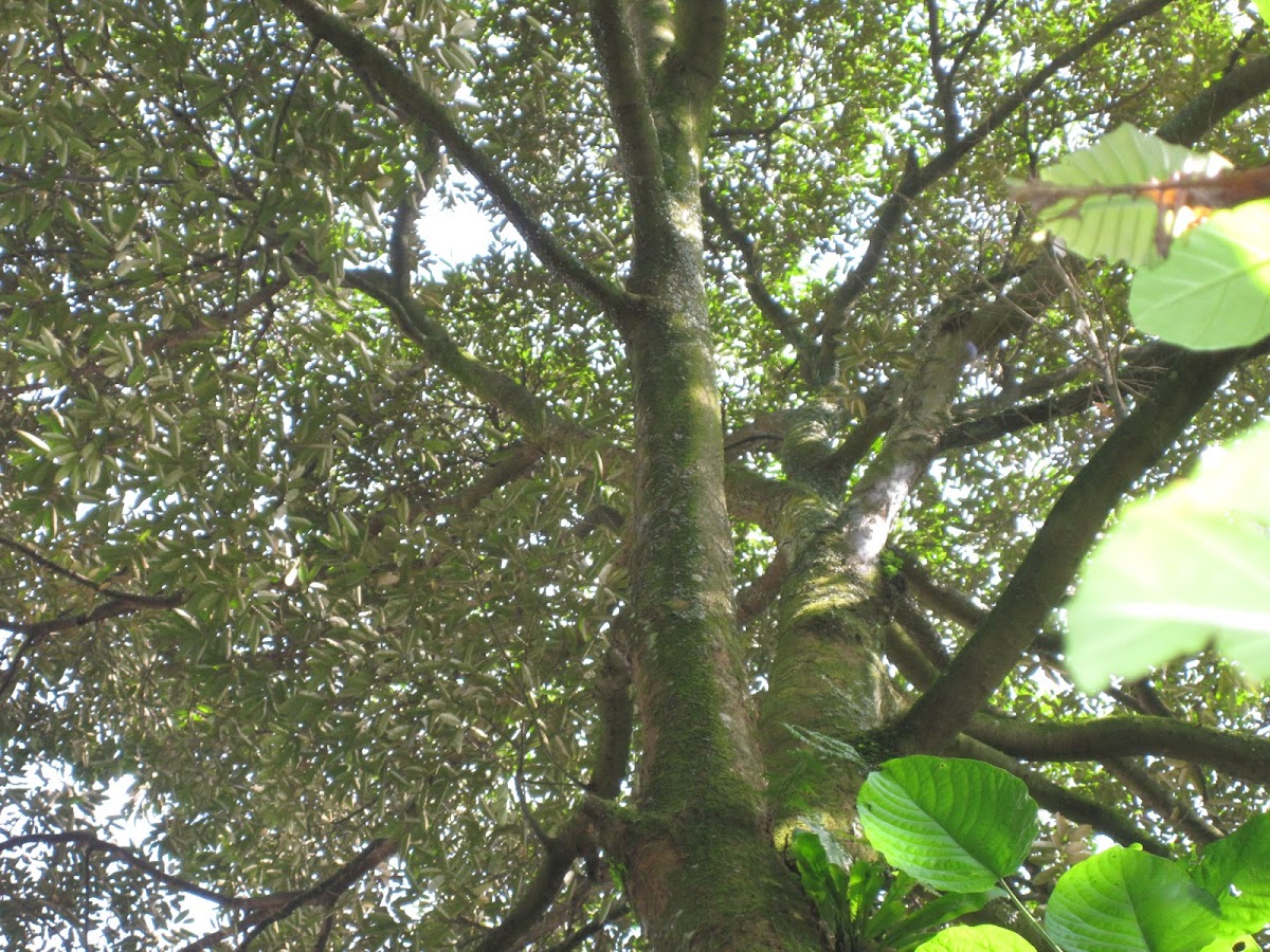 Durian Tree