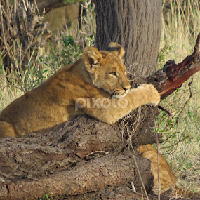 Cub Daydream by Travellingross ! - Animals Lions, Tigers & Big Cats