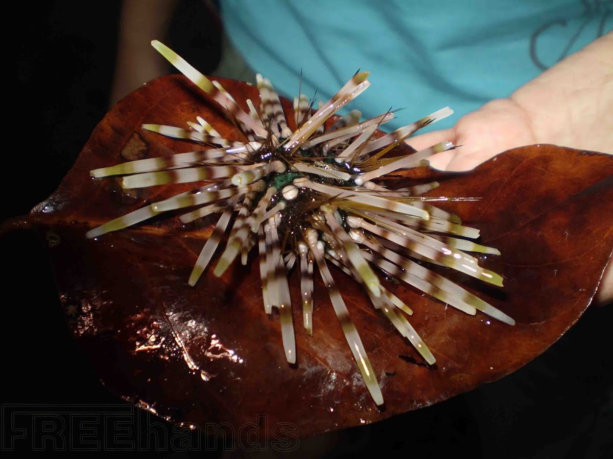 Zebra Long-spine Sea Urchin