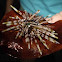 Zebra Long-spine Sea Urchin