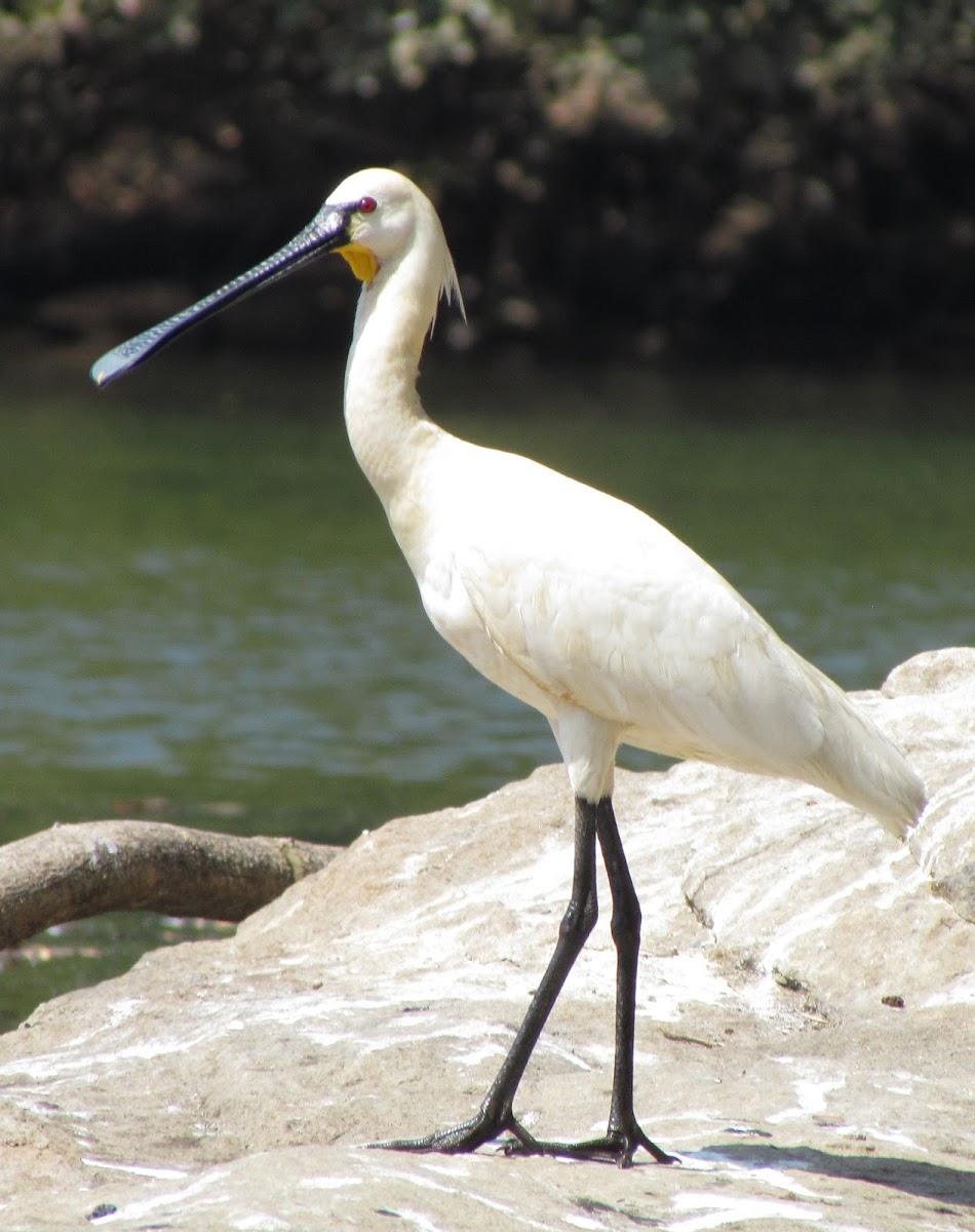 Eurasian spoonbill