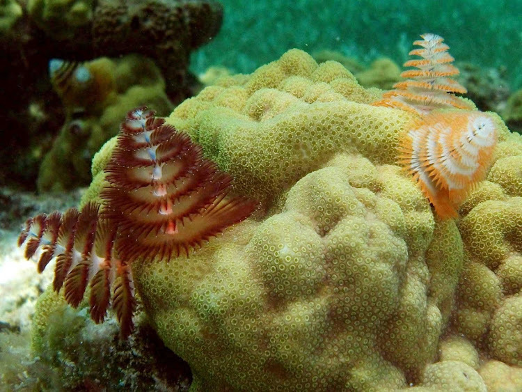 The coral reefs off Cozumel features many types of coral, including some that look like small pine trees.