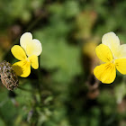 Heartsease