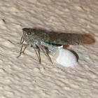 Fulgorid bug