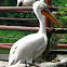 Dalmatian Pelican