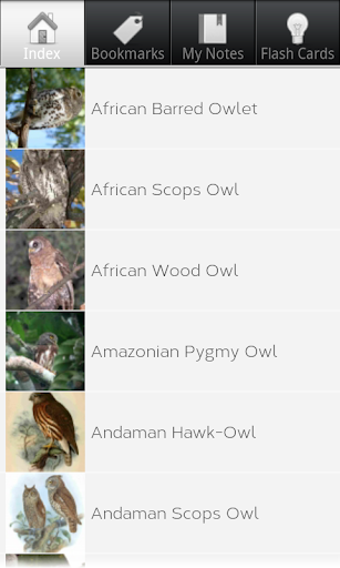 Owl Species: Types of Owl