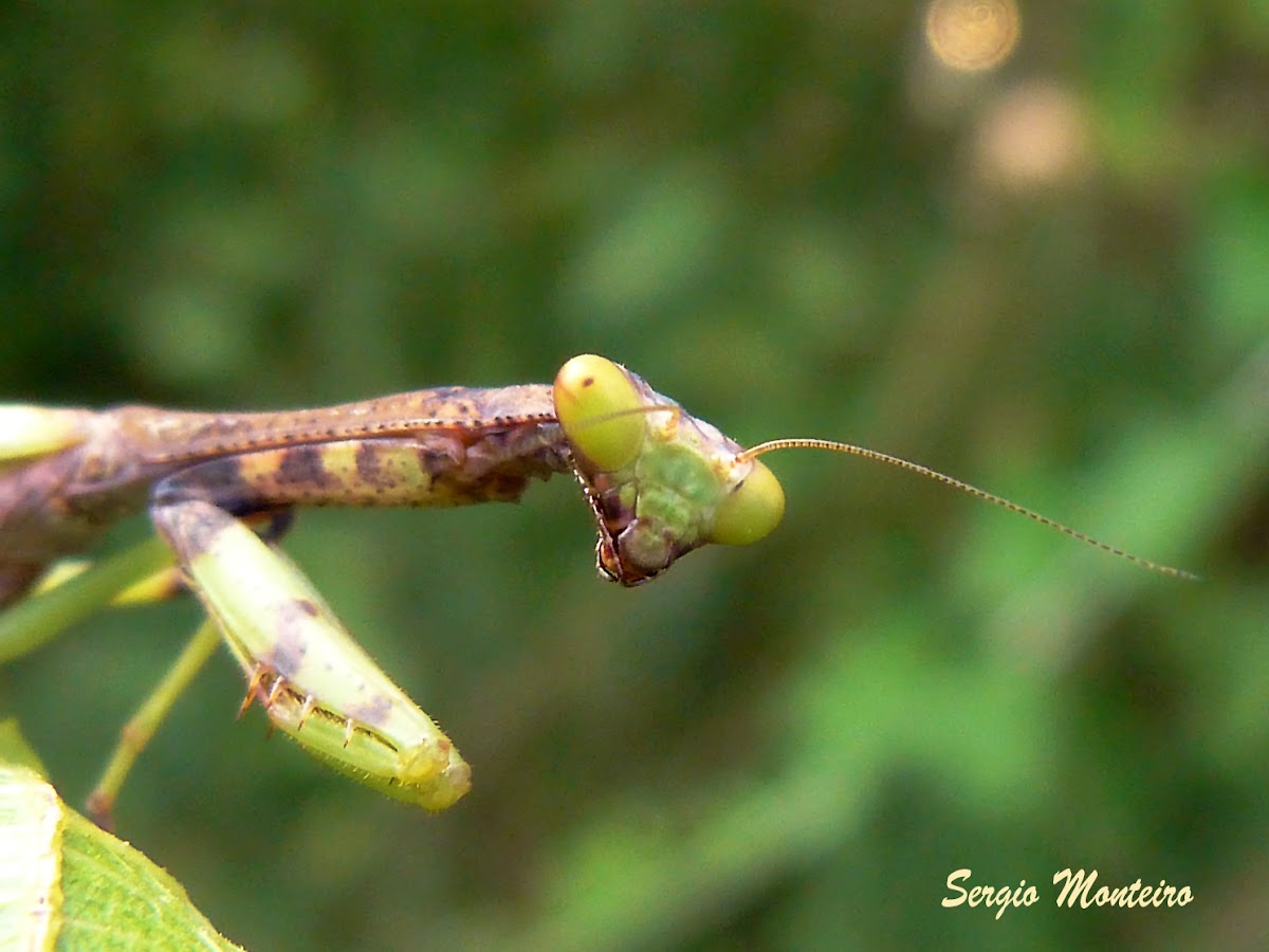 Raimbow mantis nymph
