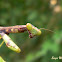 Raimbow mantis nymph