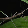 Stick Insect, Phasmd - Female