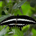 Swallowtail Butterflies