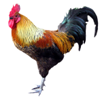 Rooster Apk
