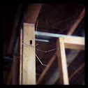 Long bodied cellar spider.