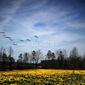 Kentucky Spring by Paul Mays - Landscapes Prairies, Meadows & Fields