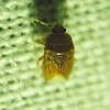 Burrowing Bug