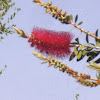 Bottle Brush