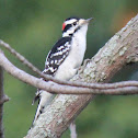 Hairy Woodpecker