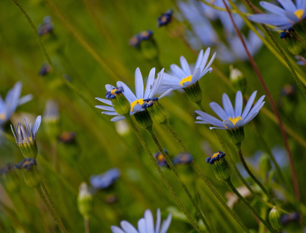 Blue Felicia