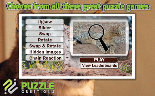 Wild Cats Puzzle Games