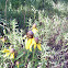 Gray-headed coneflower