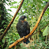 The Bronze-winged Parrot