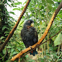 The Bronze-winged Parrot