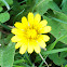 Carolina Dwarf Dandelion (Wildflower)