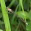 Blue-tailed Damselfly (pink variant)