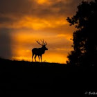 Red Deer