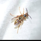 Common wasp