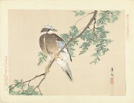 Vlaamse gaai op een tak