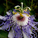 Passion flower