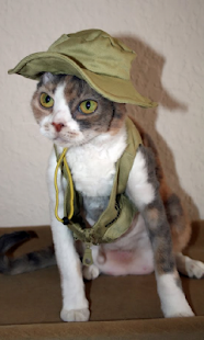 Cat gone fishing Live WP Screenshots 4