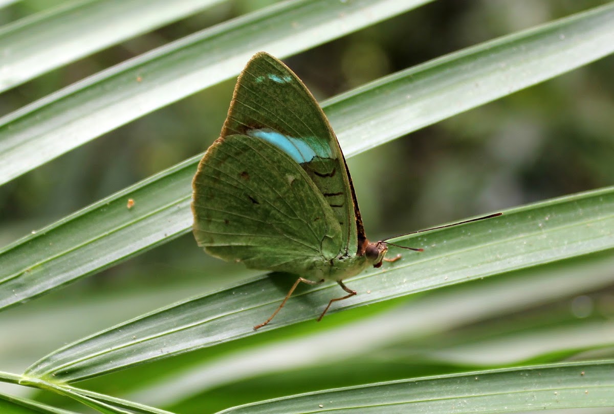 Common Olivewing or Northern Nessaea