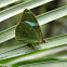Common Olivewing or Northern Nessaea