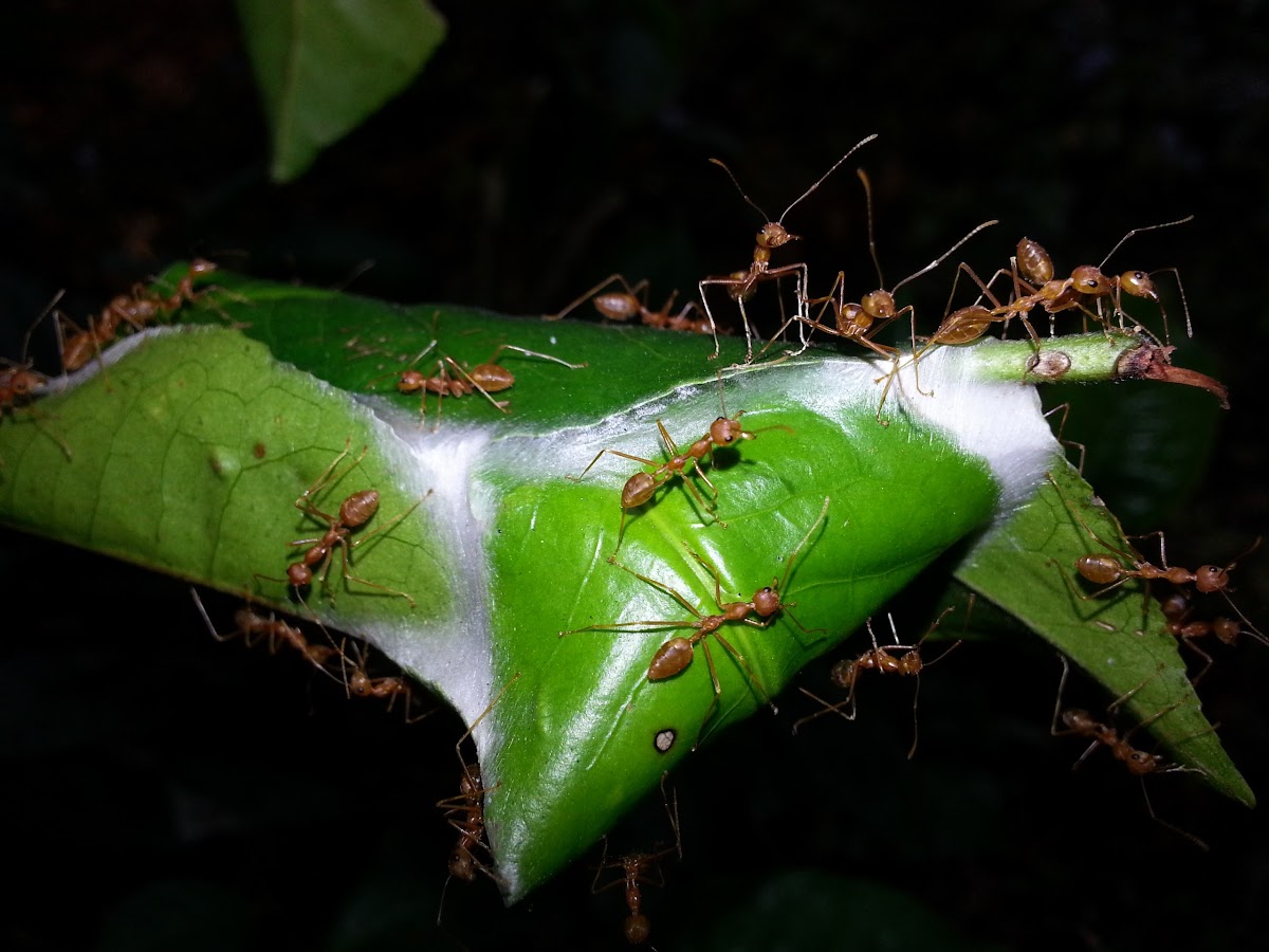 Weaver Ants on Woven Tea Leaves