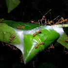 Weaver Ants on Woven Tea Leaves