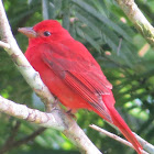 Summer tanager