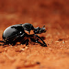 Grooved Dung Beetle