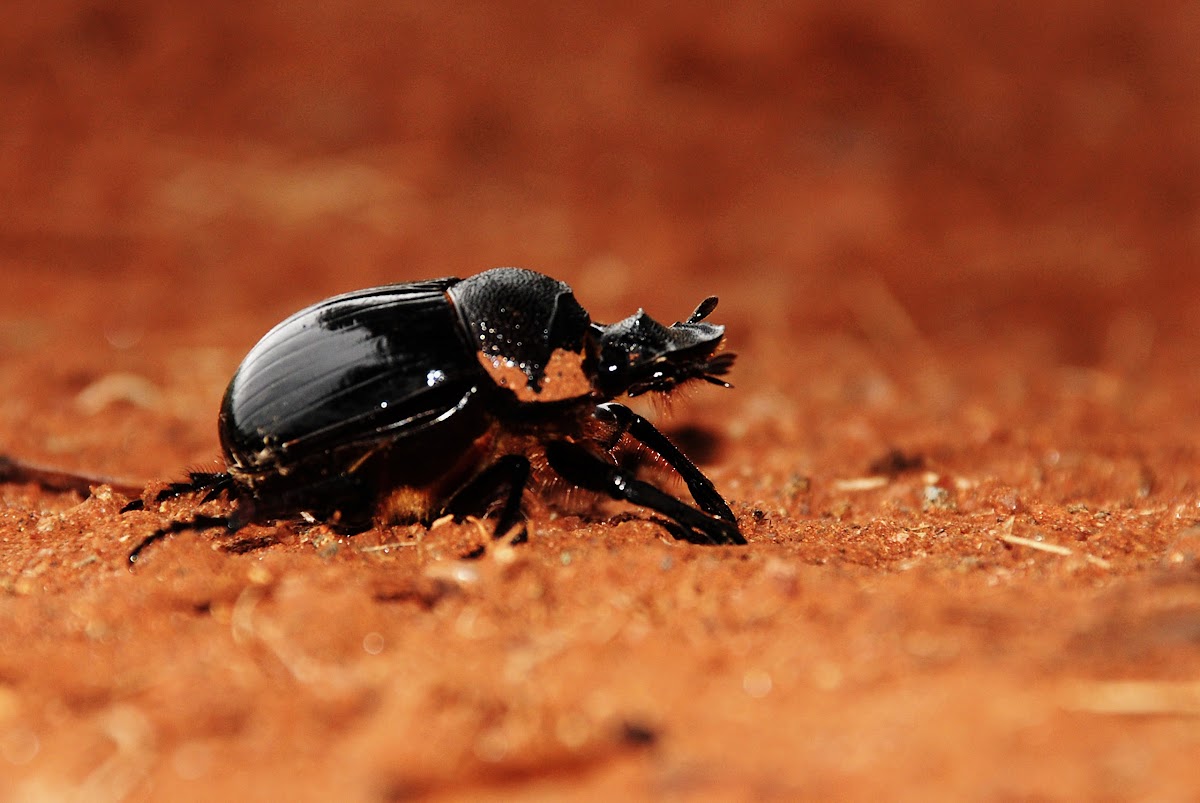 Grooved Dung Beetle