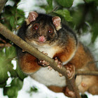 Common Ring-tail possum