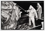 HD57 Elvira. 's Nachts op zee: het binnenhalen van de vis