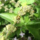 Netty Ladybird Beetle
