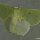 Large Green Aporandria Moth