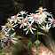 White Wood Aster